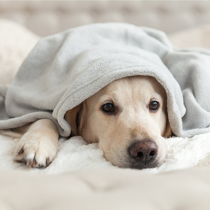 Zehnder 404 Page Dog